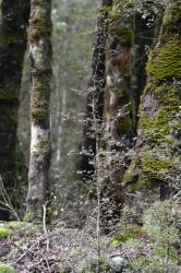 Fuscospora solandri: sapling.
 Image: K.A. Ford © Landcare Research 2015 CC BY 3.0 NZ